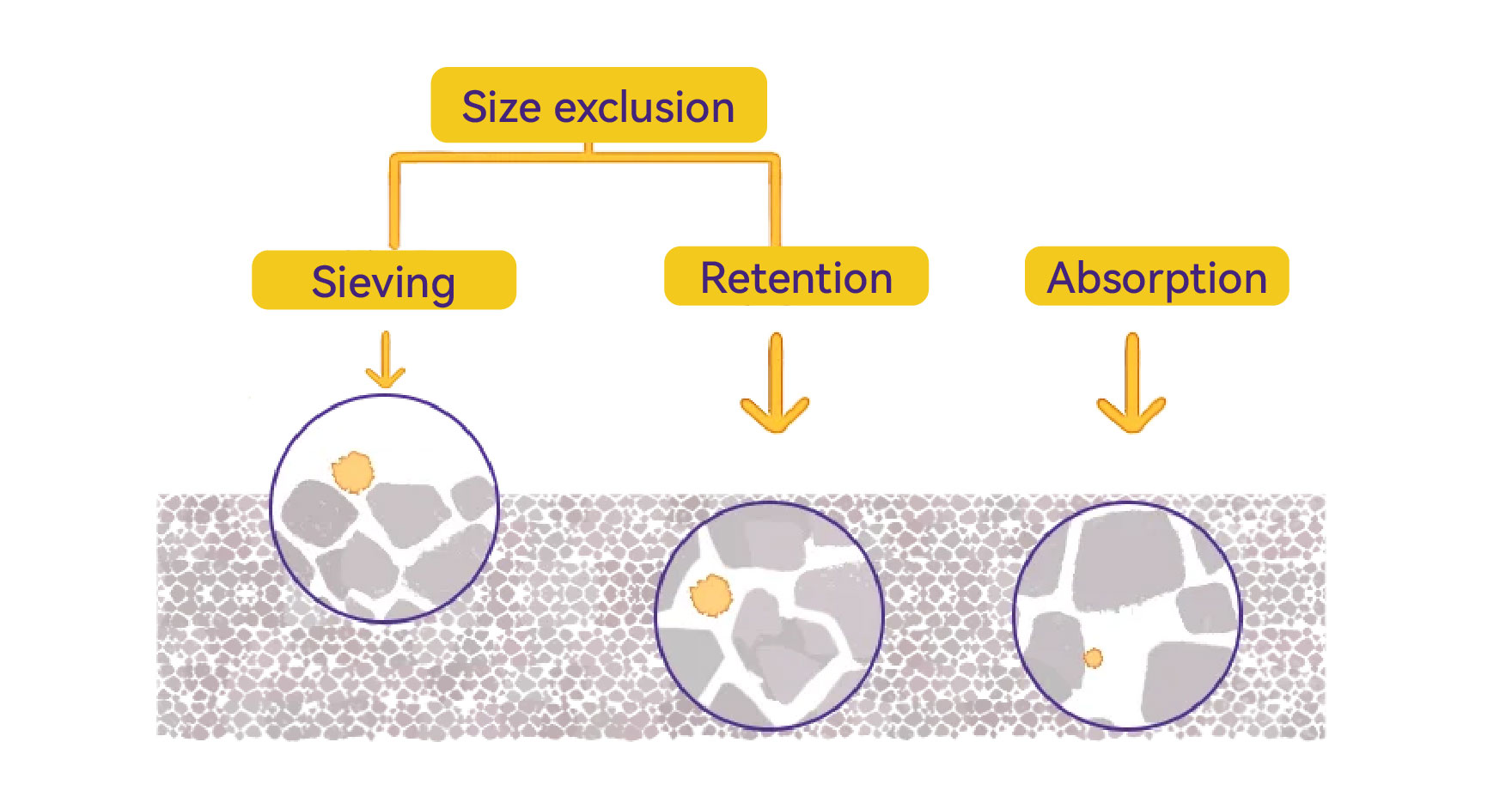How Filters Catch Bacteria？.jpg