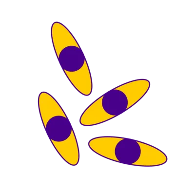 Cell Line Development